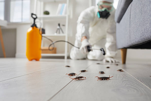 Commercial Kitchen Cockroach Control in Tracyton